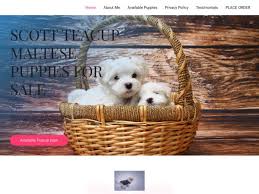 Look at pictures of maltese puppies who need a home. Pet Scammer List Website Scottteacupmaltesehome Com