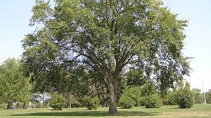index of trees purdue fort wayne
