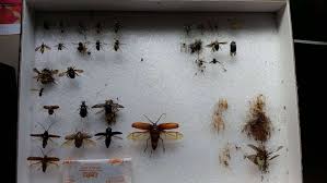 protect my mounted insect specimens