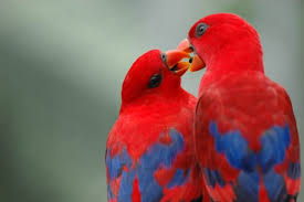 beautiful love birds romantic photos