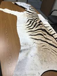genuine authentic zebra skin rug from