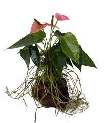 hawaiian anthurium volcano rock planter