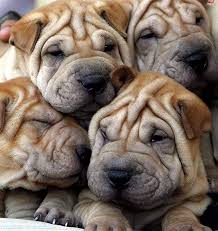 Share the best gifs now >>>. Pile Of Puppies Myconfinedspace