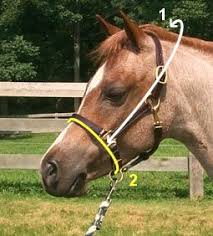Halter And Bridle Sizing