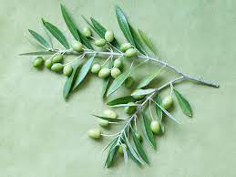 olive leaf extract benefits and side