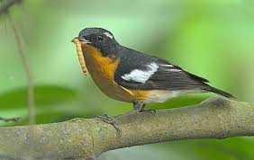 Burung decu kembang little pied flycatcher is a species of bird in the family muscicapidae. Raffa Bird Shop Posts Facebook