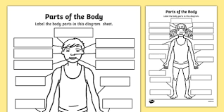 Internal body parts name with pictures. Parts Of The Body Worksheets Pre K K 1 Labelling Activity