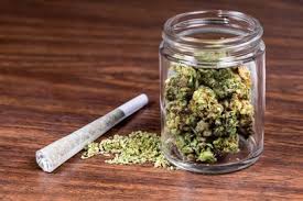 Marijuana, or marihuana, is a name for the cannabis plant and more specifically a drug preparation from it. Descubren Los Origenes Del Consumo De Marihuana