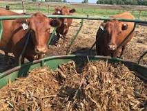 10 penny-pinching tips for feeding cows this winter