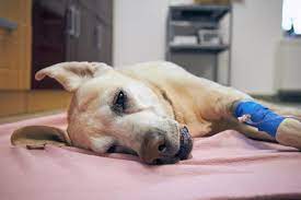 hemangiosarcoma in dogs causes