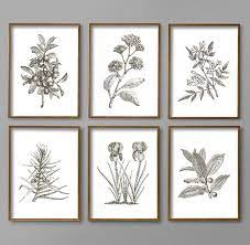 Botanical Art Prints Botanical Print