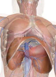 A doctor will diagnose the underlying cause by a other inflammatory conditions of the lungs, such as bronchitis , may also cause pain around the rib. Dkm8myp0tr5dkm