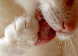 A brain tumor is a collection, or mass, of abnormal cells in your brain. Tongue Cancer Squamous Cell Carcinoma In Cats Petmd
