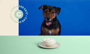 can dogs eat yogurt everything you