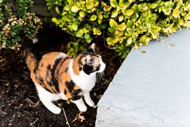 how to keep cats out of mulch 12