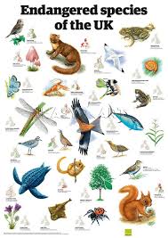 Endangered Species Of The Uk Guardian Wallchart Prints From