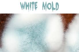 What Color Is Mold Mold Help For You