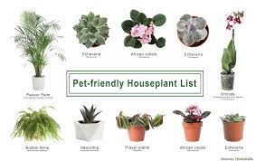 16 Pet Safe Houseplants That Are Also