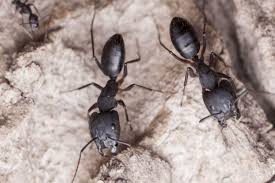 how to get rid of ants methods that