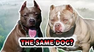 Welcome to pitbull's official youtube channel. American Pitbull Or American Bully Whats The Difference Youtube