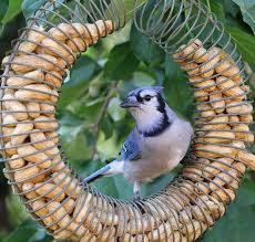 how to identify and attract blue jays