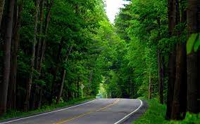 green forest road forest road green
