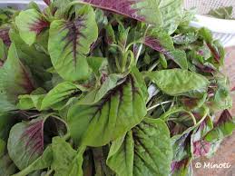 leafy vegetables pictures