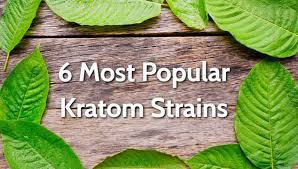 6 Most Popular Kratom Strains In 2019 Speciosa Guide