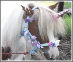 We did not find results for: Lorraine S Party Ponies Pony Hire For Kids Birthdays Perth