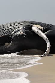 dead whales are washing up on the east