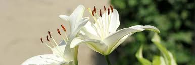 We don't know what makes the lily toxic, but we do know that all parts of the lily plant are harmful to cats. Popular Spring Flowers Toxic For Cats Animal Rescue League Of Boston