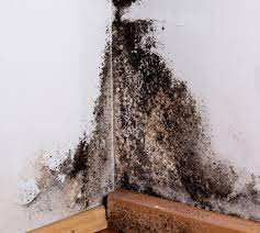 Mold Removal Costs In Long Island Ny