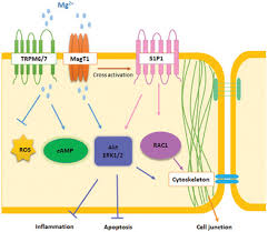 Magnesium Regulates Endothelial Barrier Functions Through