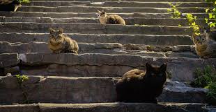 How To Clear 500 000 Feral Cats From