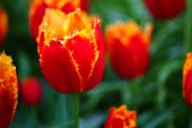 Guaranteed refund if you didn't like something. 42 Different Types Of Tulips For Your Gardens Home Stratosphere