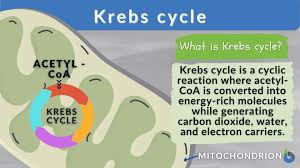 krebs cycle definition and exles