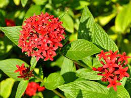 10 Red Flowers That Attract Hummingbirds
