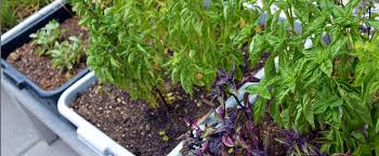 Grow Veggies At Your Apartment Or Condo
