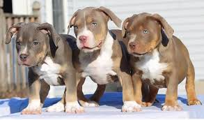 You get them with a registration certificate, a written health certificate from the vet and an extended pitbull terrier puppies near me. Bully Fiendz American Bully Xl Elite Quality