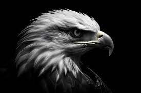black eagle logo stock photos images
