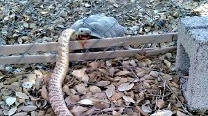 Tortoise Eats a Rattlesnake - Killer or Scavenger?