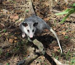 Maybe you would like to learn more about one of these? Opossums Kentucky S Only Stunning Marsupial Fox Run Environmental Education Center