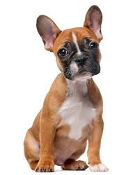 Some of the cutest french bulldog names can be found within the french language as many of these words have beautiful meanings! Maintaining The Optimum Weight For A French Bulldog Petshotspot Com