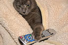 Image result for cat with tv remote control