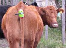 how-many-times-can-a-cow-have-a-calf