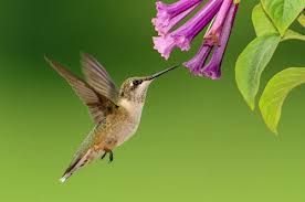 Flowers For Attracting Hummingbirds