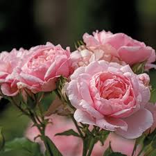 Reminiscent Pink Rose My Proven