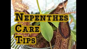 The most popular pitcher plants grown in gardens are. Nepenthes Basics How To Grow Nepenthes Carnivorous Pitcher Plants Youtube