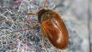 carpet beetle control