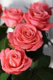 romantic bouquet of pink roses free